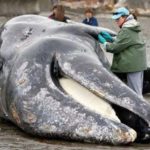 1-212_1491037860-4903947