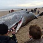 barku-balenes-566x330_1491037874-4960521