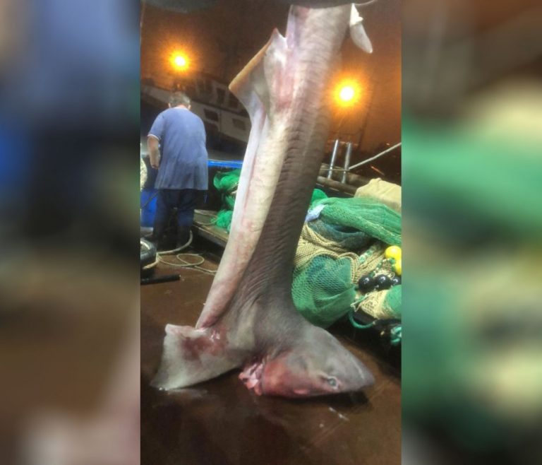 Kapet në Durrës peshkaqeni 4.5 metra i gjatë dhe 450 kilogramë