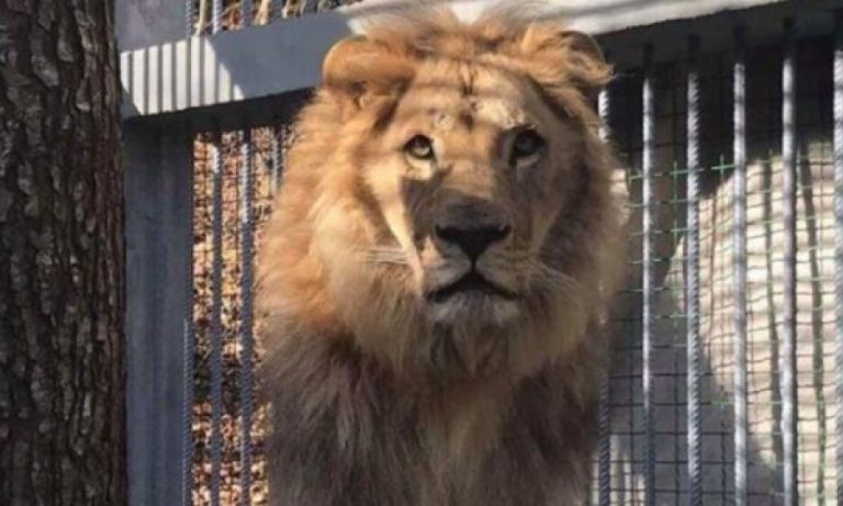 Mbreti i xhunglës përfundon në një kafaz në Gjilan – dyshohet se është kontrabanduar