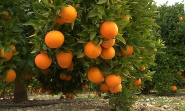 Shqipëria ia kalon edhe Evropës për prodhimin e… portokallëve