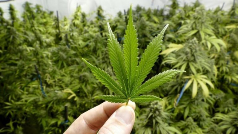Kryeministri Rama është i vendosur për legalizimin e kanabisit në vend