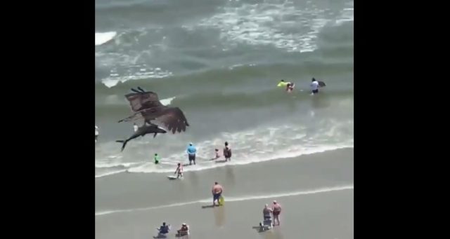 Shqiponja kap peshkaqenin dhe fluturon mbi plazh (VIDEO)