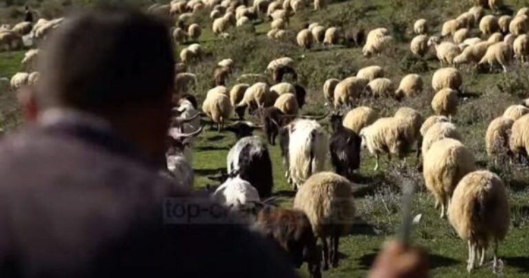 Çobani milioner në Sarandë/ “Nga puna me delet, im bir ngeli beqar”