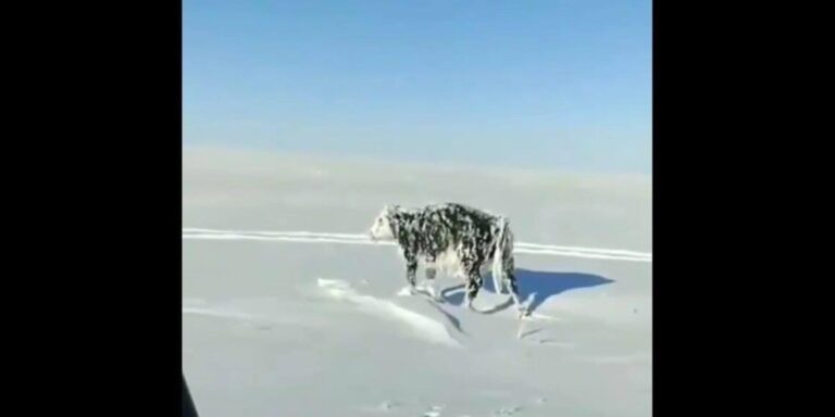 E rrallë: Shoferi hasi në një lopë të ngrirë pranë rrugës / VIDEO