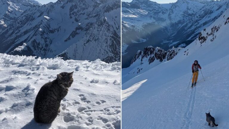 Video interesante: Macja ngjitet me alpinistët në majën e një mali zviceran