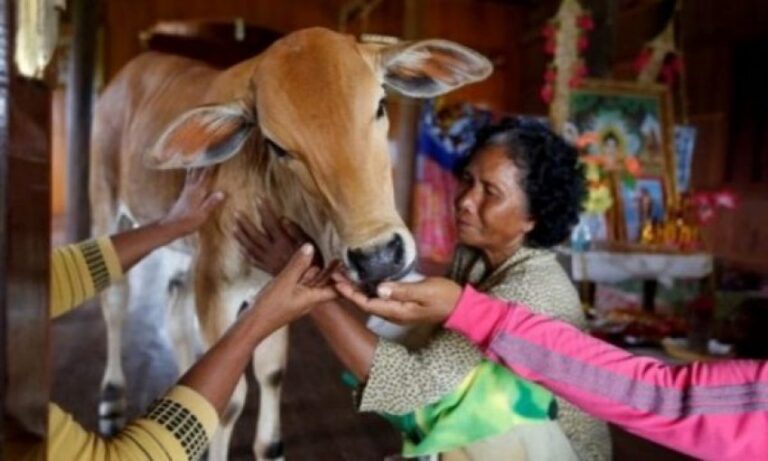 E çuditshme: Gruaja në Kamboxhia martohet me lopën, pretendon se në trupin e kafshës është rilindur shpirti i burrit të saj