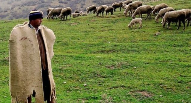 Skocia kërkon çobanë, paga mujore mbi 2000 euro