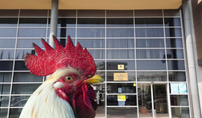 Blenë katër pula dhe një gjel të vjedhur, gjilanasit dënohen me 3 muaj burgim