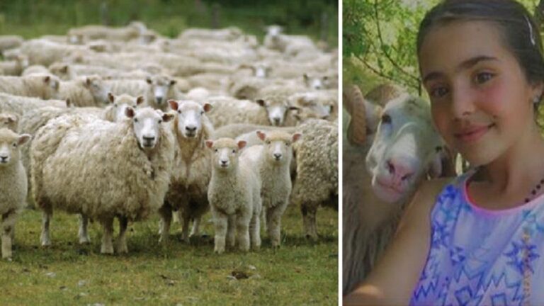 Ruante kopenë dhe e suImojnë dy ujqër, 14-vjeçarja tregon si arriti të shpëtonte qengjin